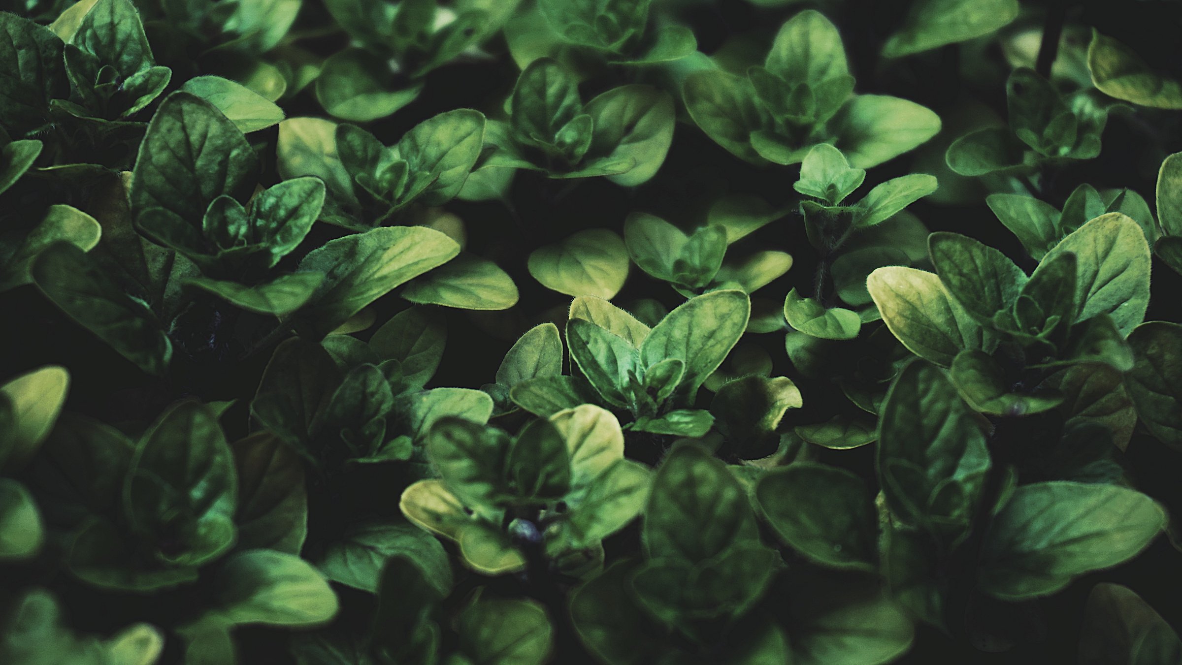 Green Leafed Plant